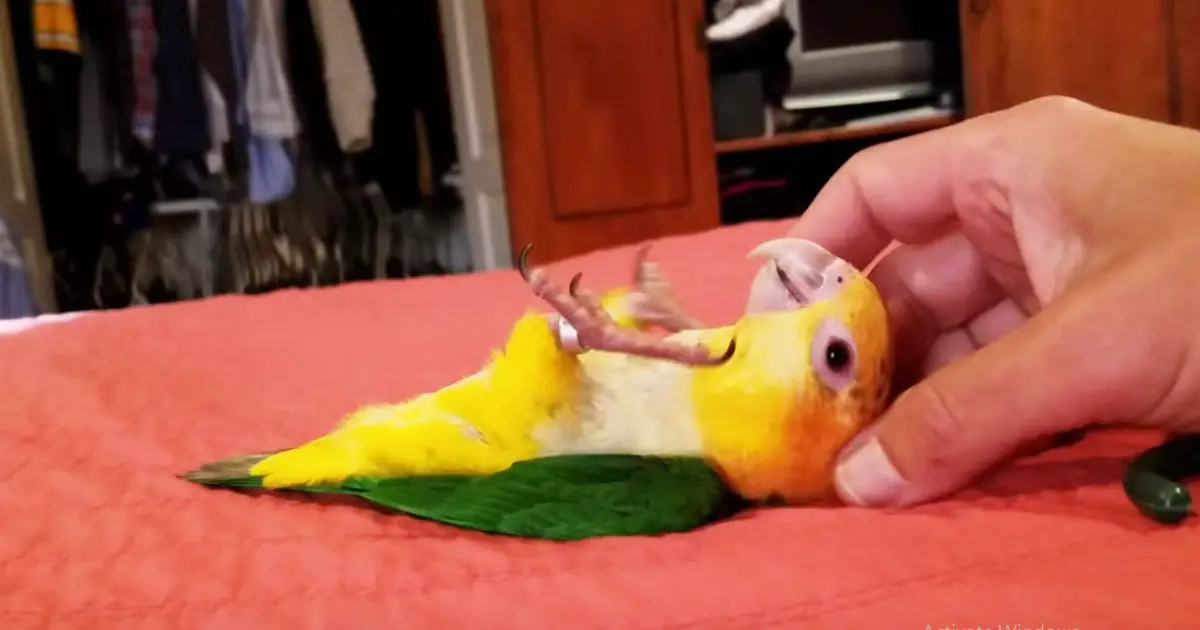 mango-bellyrub