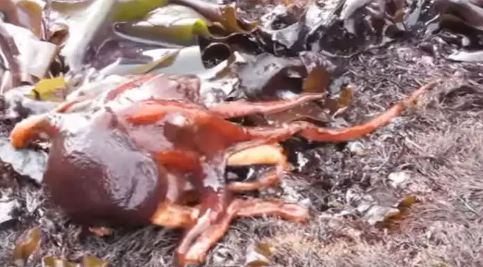 octopus-gift