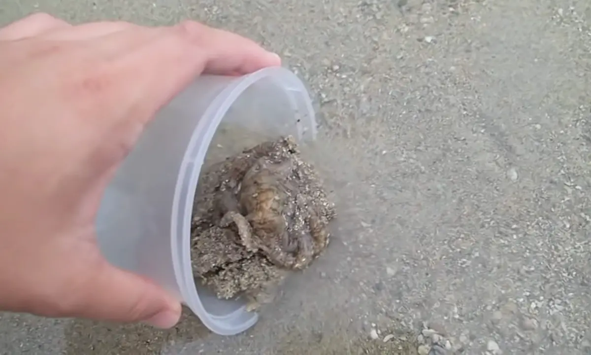 octopus rescue
