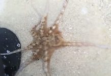 octopus thankful gesture