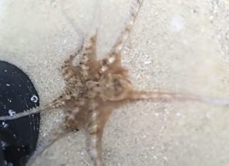 octopus thankful gesture