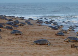 odisha sea turtles