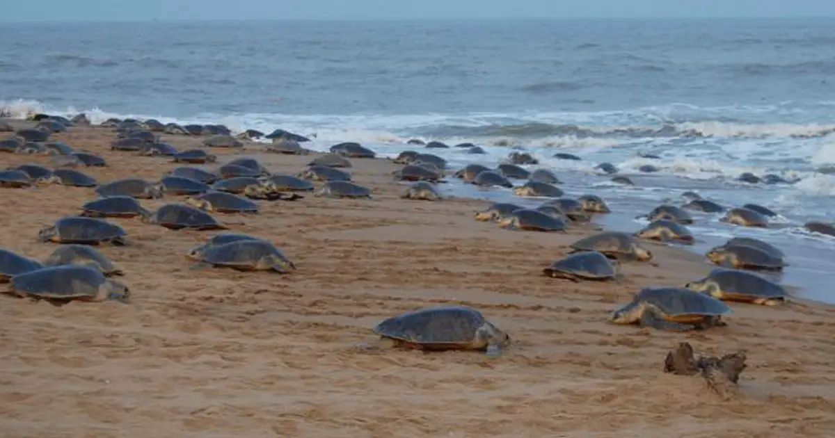 odisha sea turtles