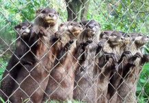 otter-squeak