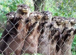 otter-squeak