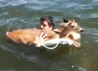 patrick-saves-deer