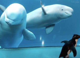 penguin meets beluga