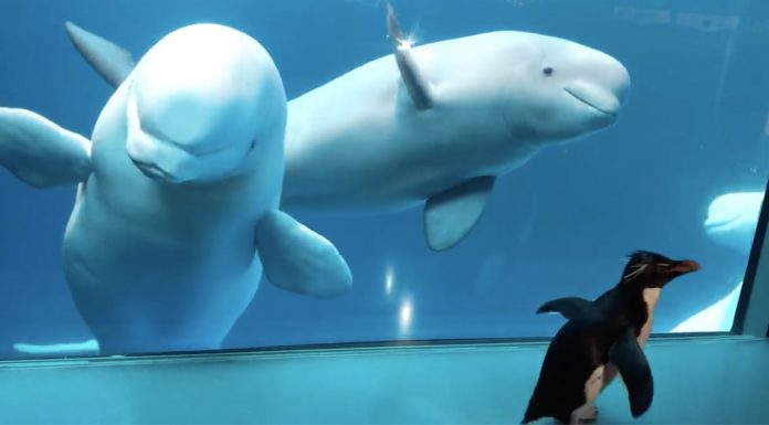 penguin meets beluga