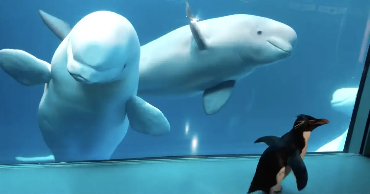 penguin meets beluga