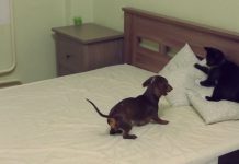 pepper-eva-battle