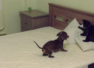 pepper-eva-battle