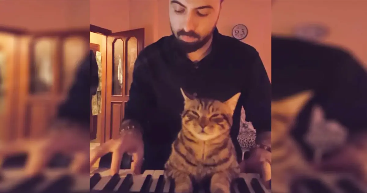 piano-cats