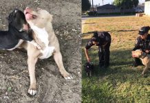 piglet and pitbull