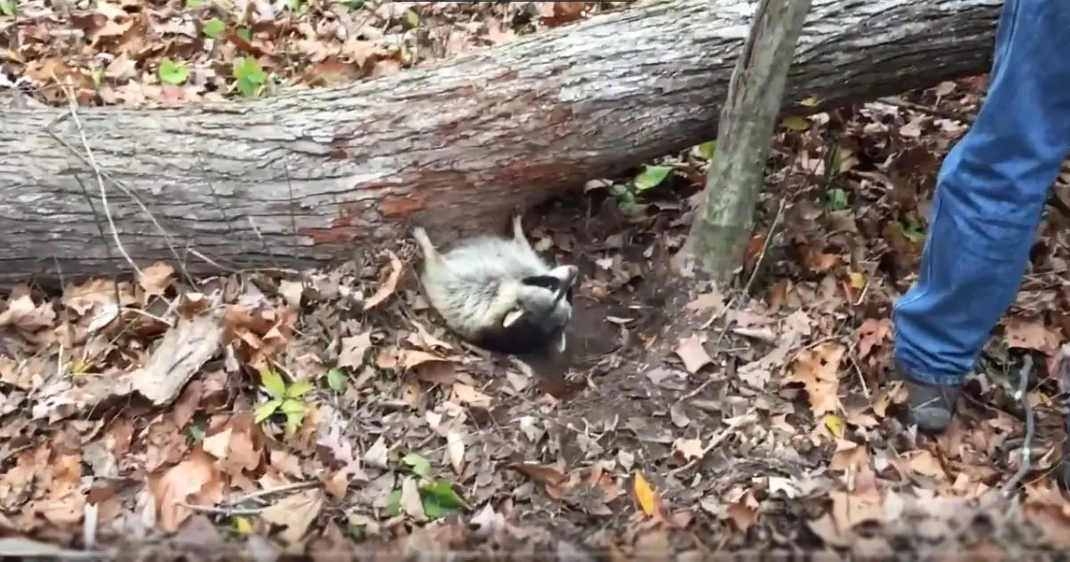 raccoon-rescue