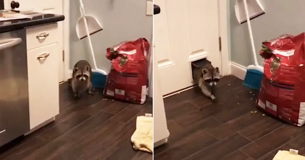 raccoons-thief