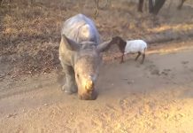 rhino and lamb friends