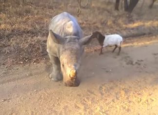rhino and lamb friends