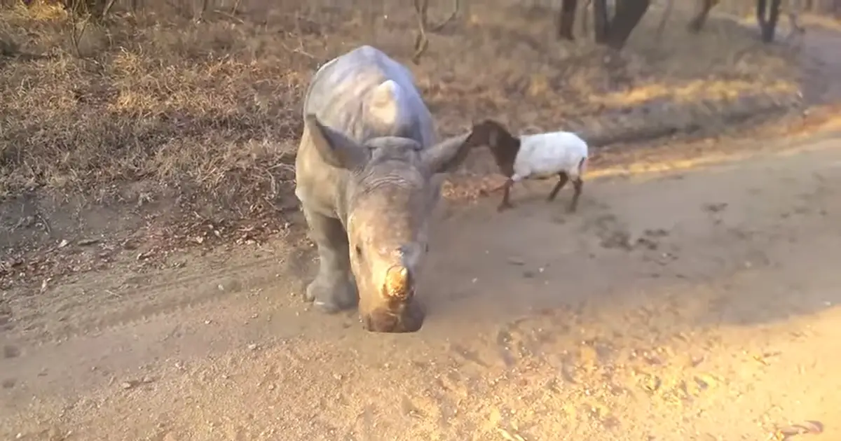 rhino and lamb friends