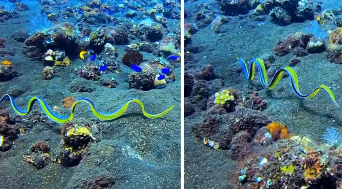 ribbon eel