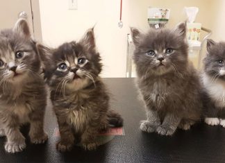 scat-kitten-rescue