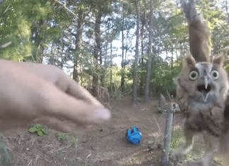 screech-owl-saved