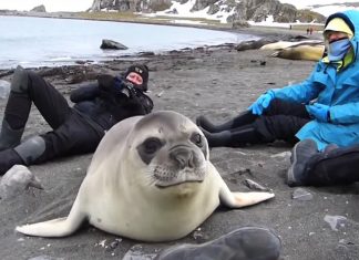 seal encounter