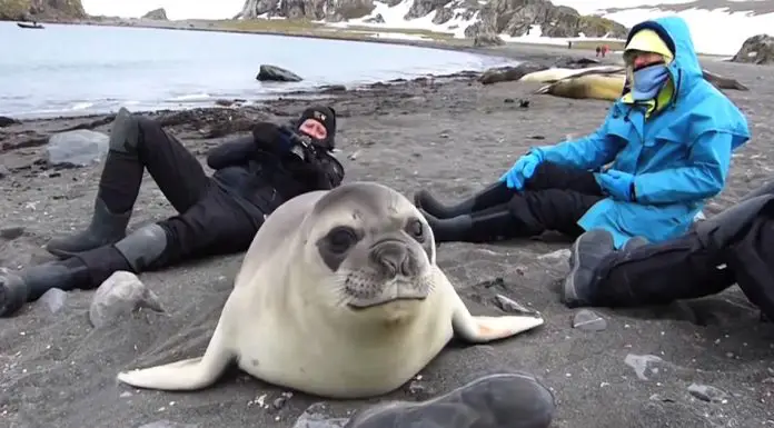 seal encounter