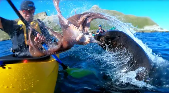 seal smashes man