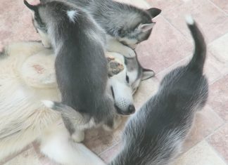 siberian-husky-father