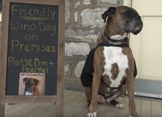 sodapup wine dog