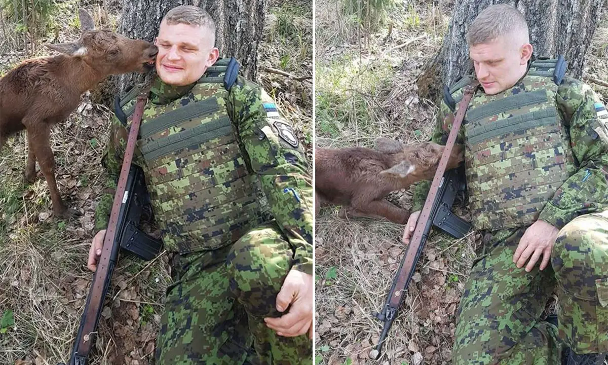 soldier meets baby moose