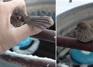 sparrow stuck frozen