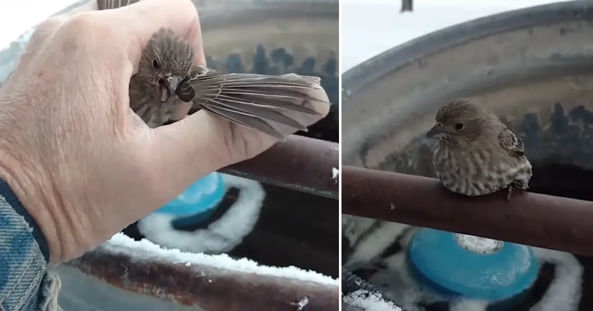 sparrow stuck frozen