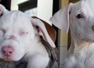 star and denver