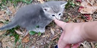 adorable-cat-with-kittens