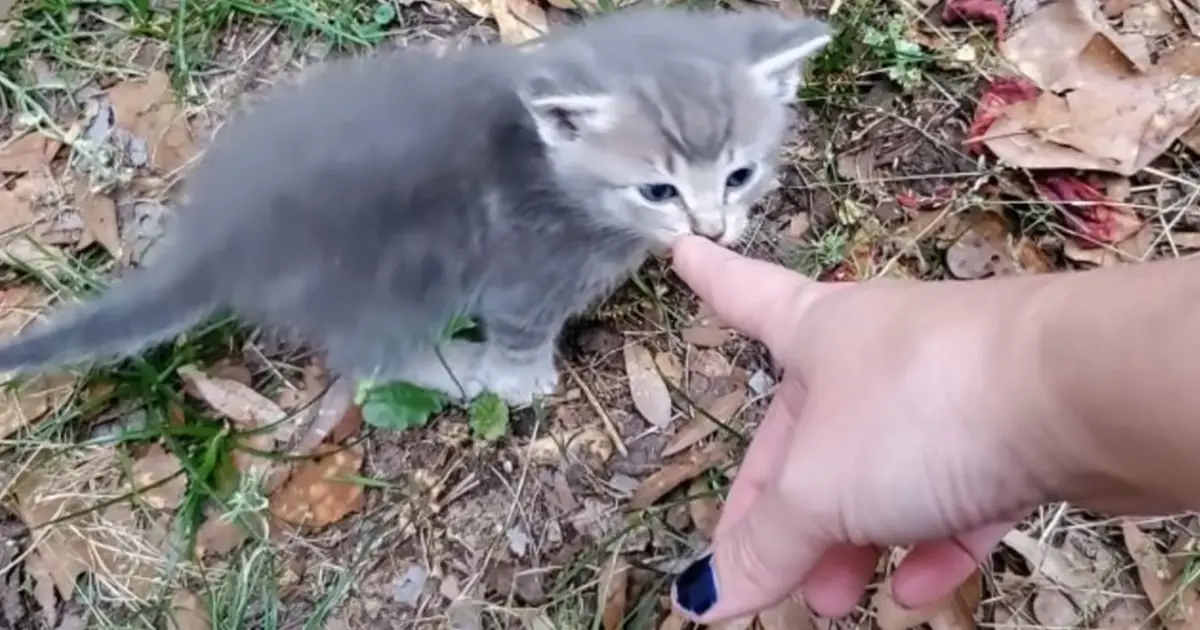 adorable-cat-with-kittens