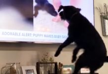 adorable-pooch-starts-jumping