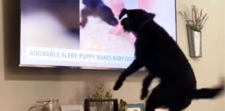 adorable-pooch-starts-jumping