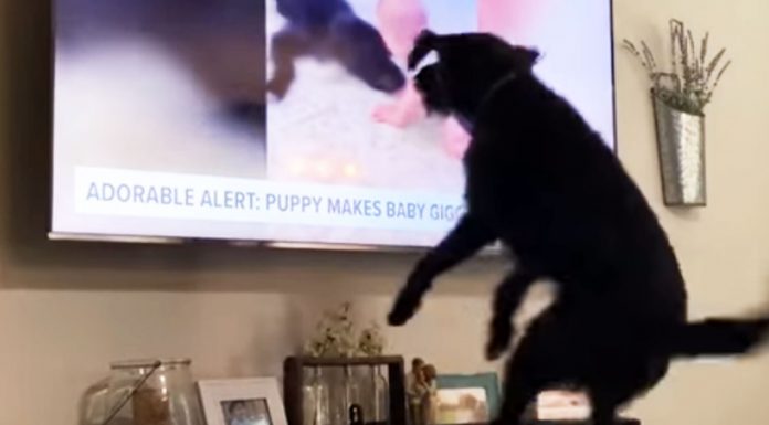 adorable-pooch-starts-jumping