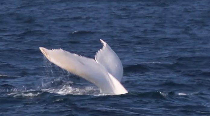 albino whale spotting