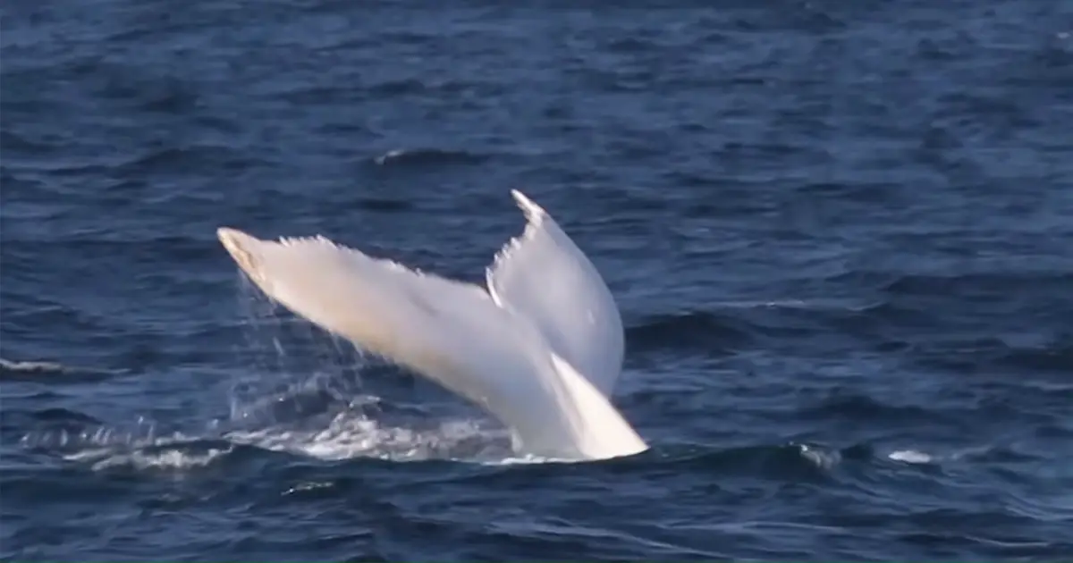albino whale spotting