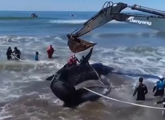 beached-whale-argentina