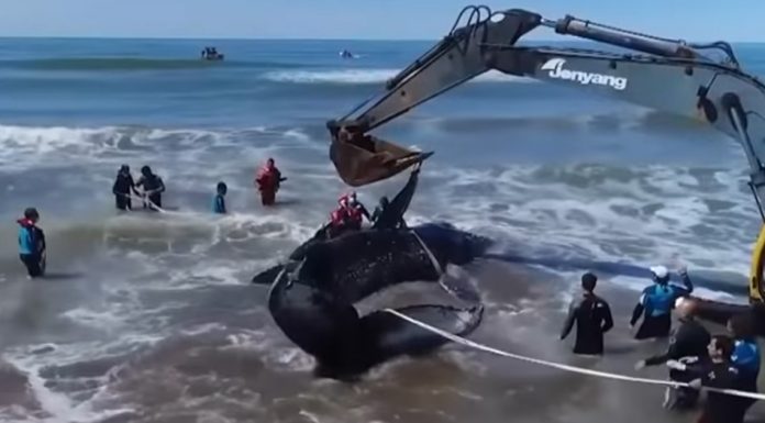 beached-whale-argentina