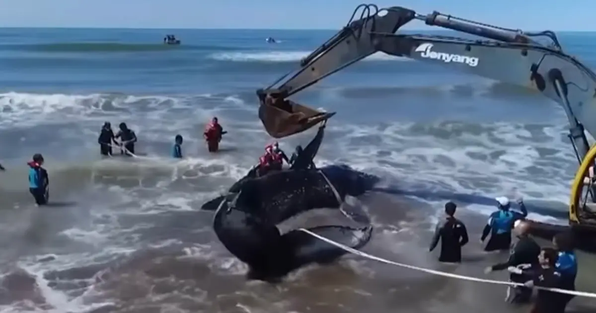 beached-whale-argentina