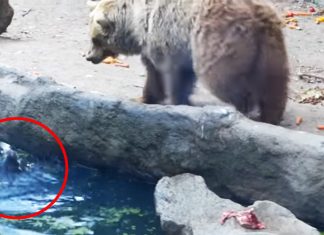 bear rescued crow