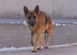 biggie-rescued-hfp