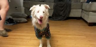 blind-pooch-adopted