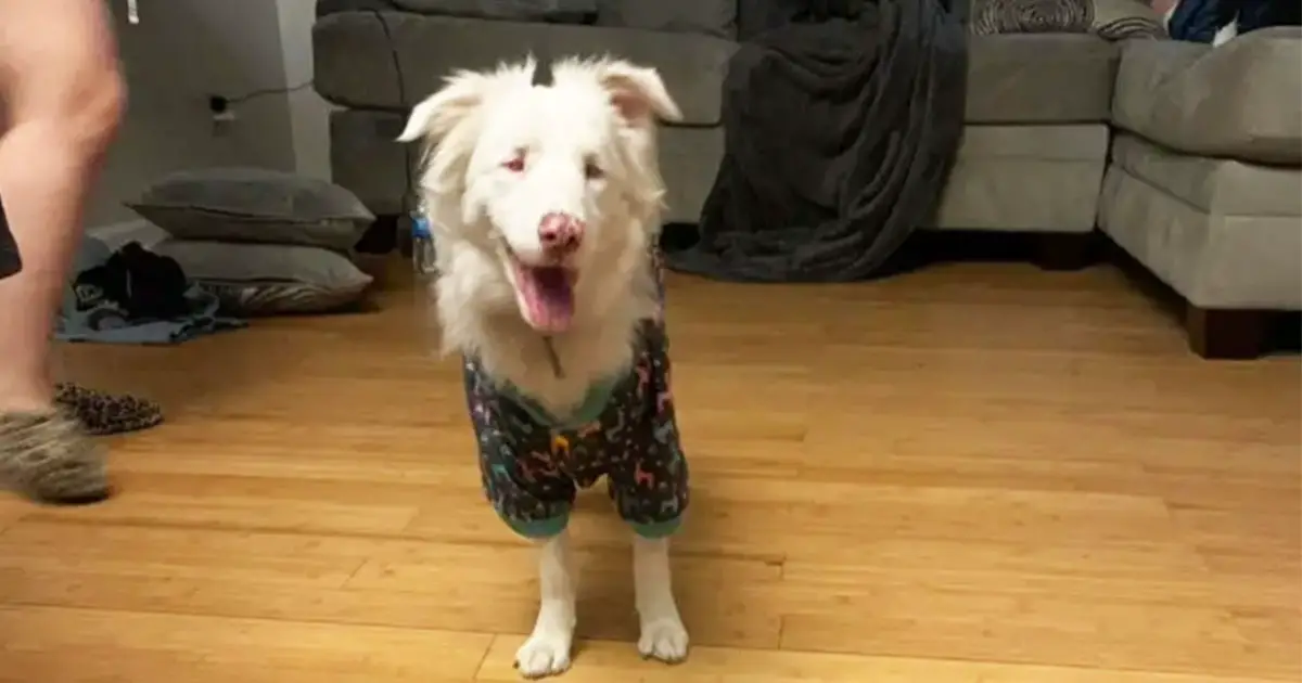 blind-pooch-adopted