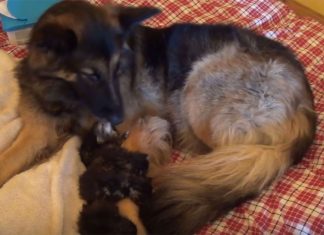 brooke-adopts-kittens