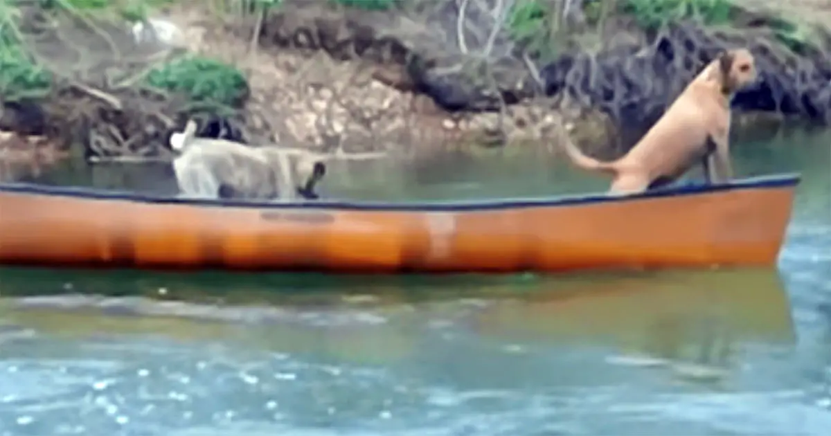 canoe-dogs-save